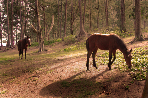 Waipi‘o horses